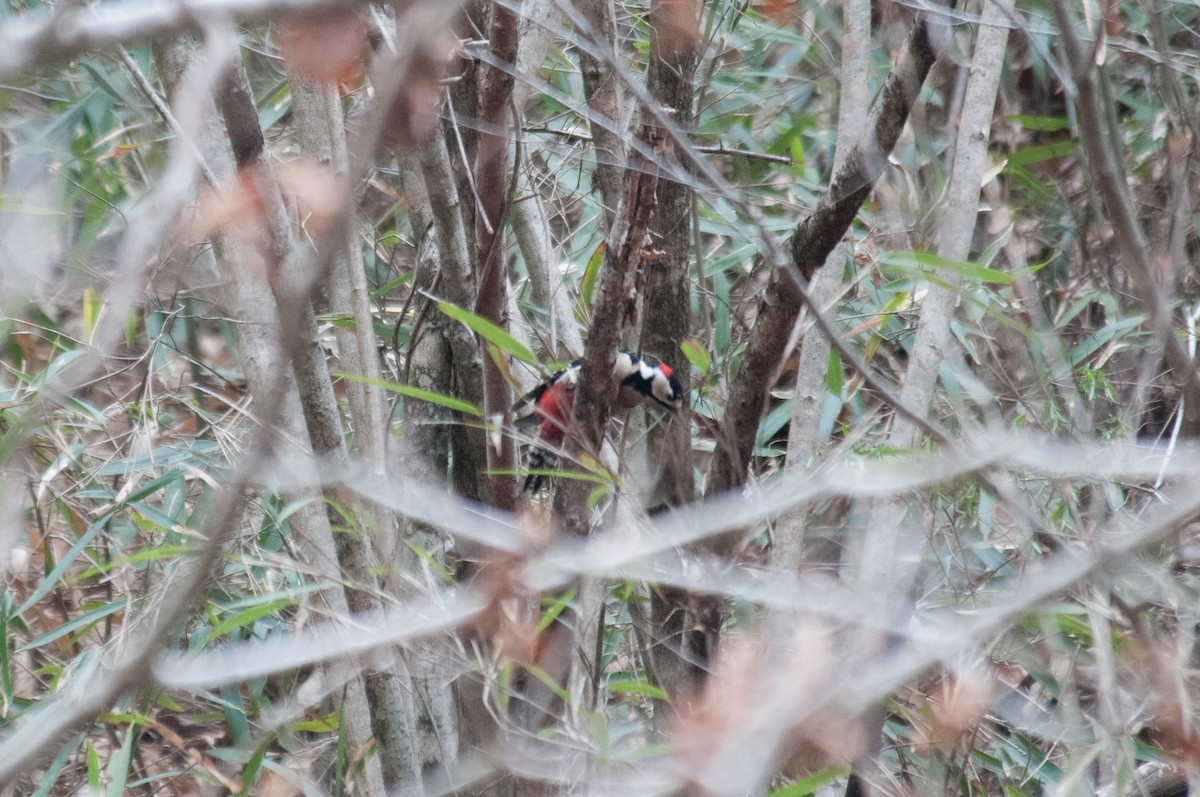 Great Spotted Woodpecker - ML241956071