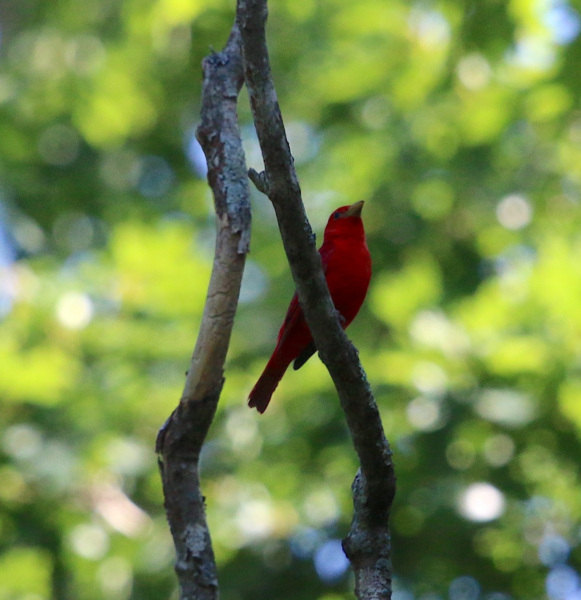 Summer Tanager - ML241956811