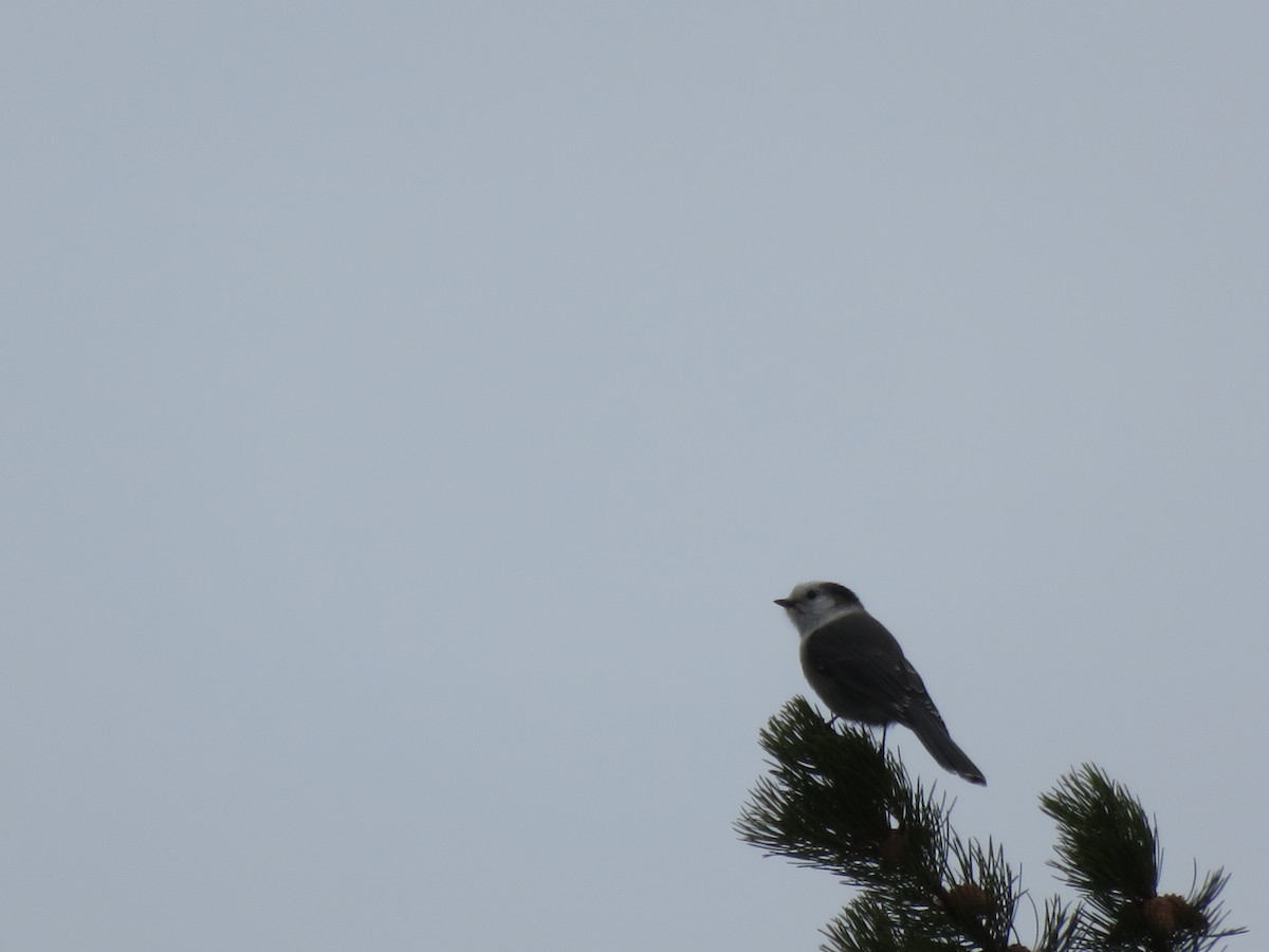 Canada Jay - ML24195801