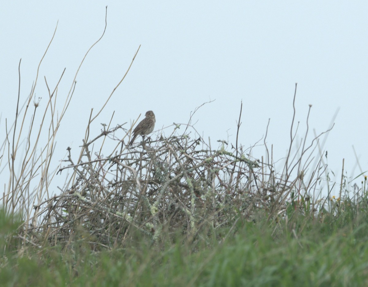 Vesper Sparrow - ML241958421