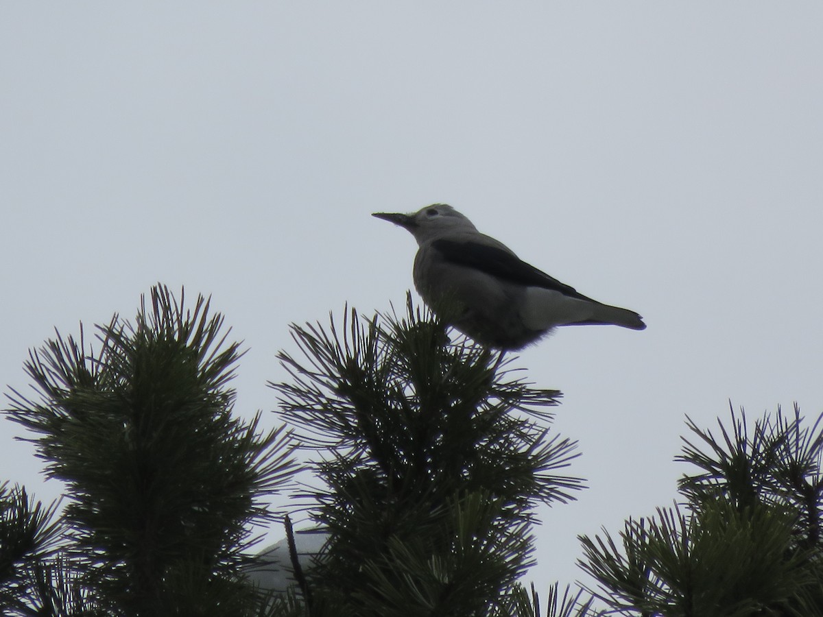 Clark's Nutcracker - ML24195851
