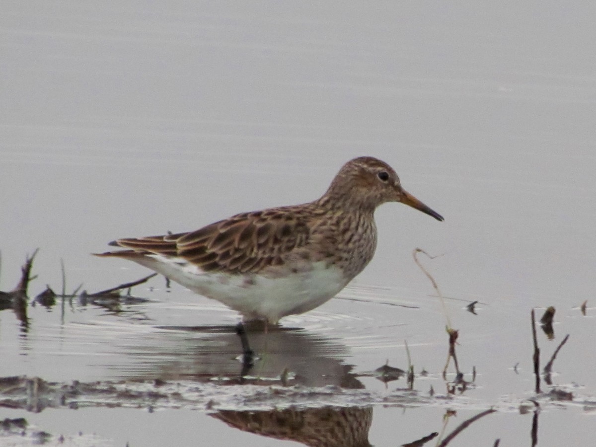 Pectoral Sandpiper - Bruce Kerr