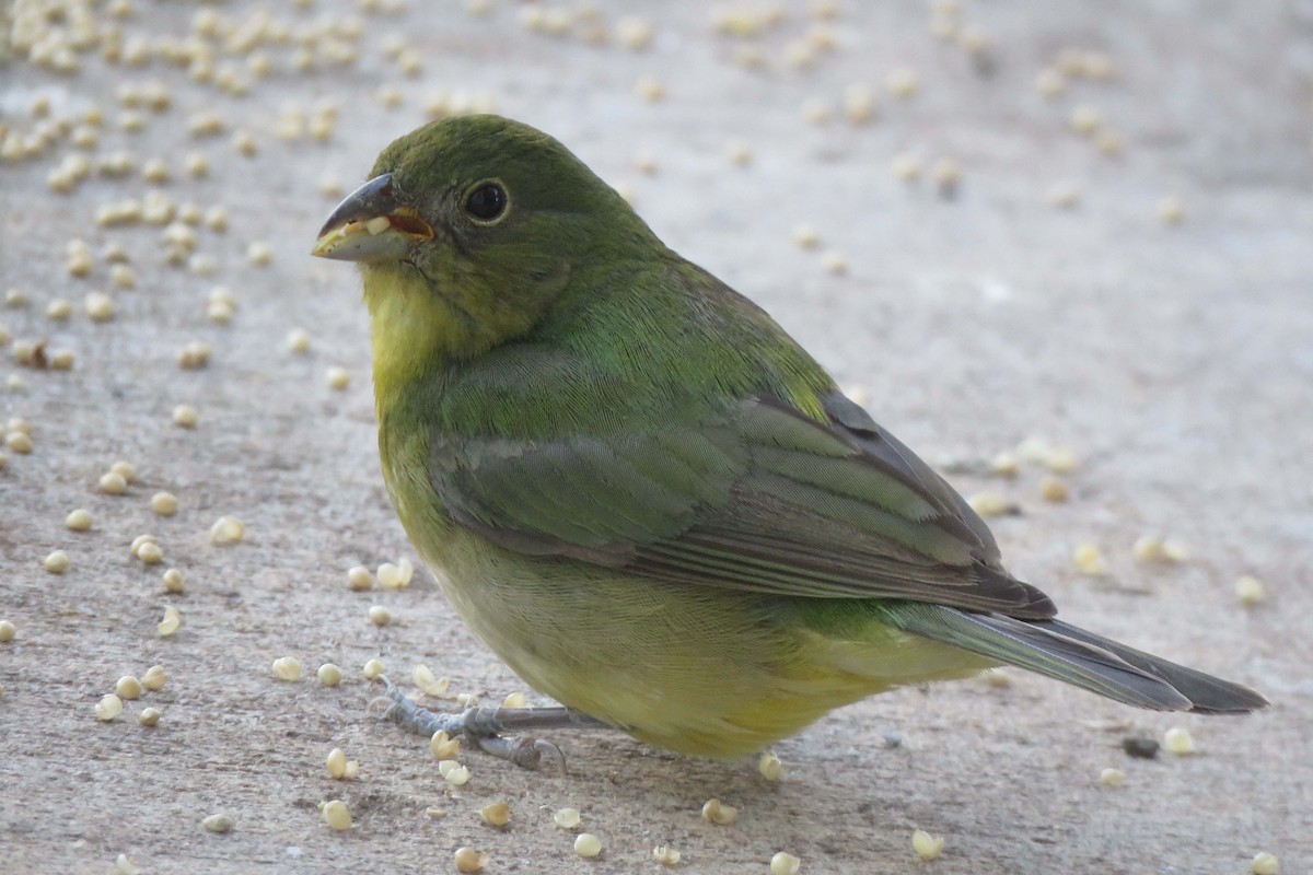 Painted Bunting - ML241960471