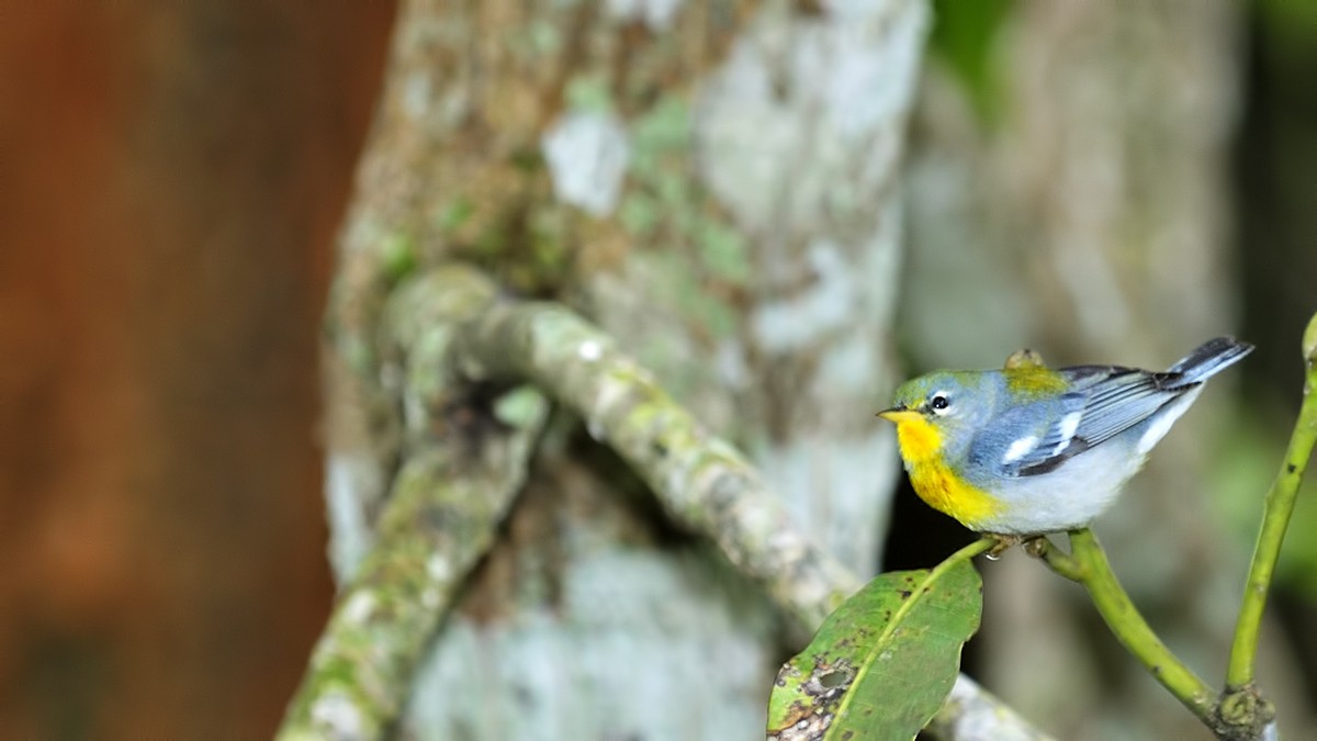 Northern Parula - ML24196271