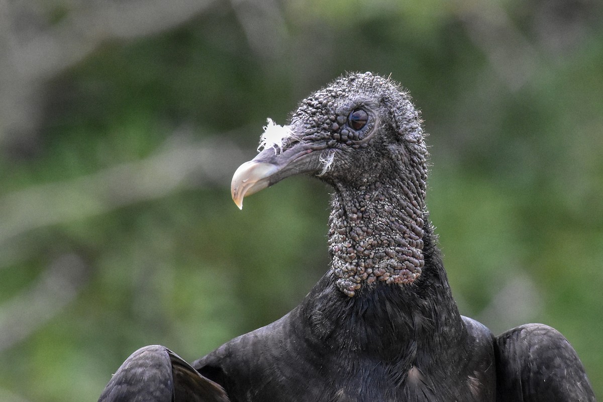 Black Vulture - ML241962991