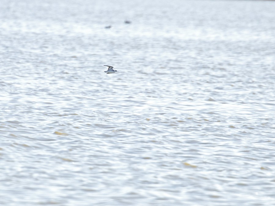 Red-necked Phalarope - ML241963141