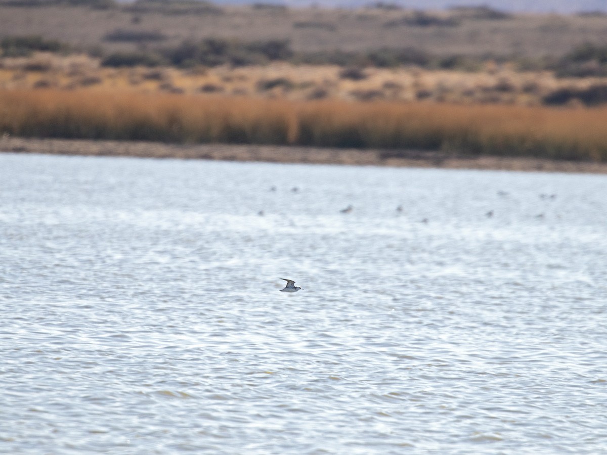 Phalarope à bec étroit - ML241963251