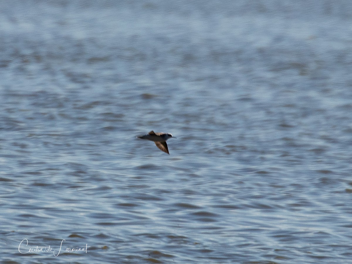 Phalarope à bec étroit - ML241963301