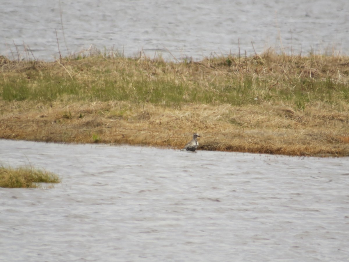 Black-bellied Plover - Bill MacKenzie