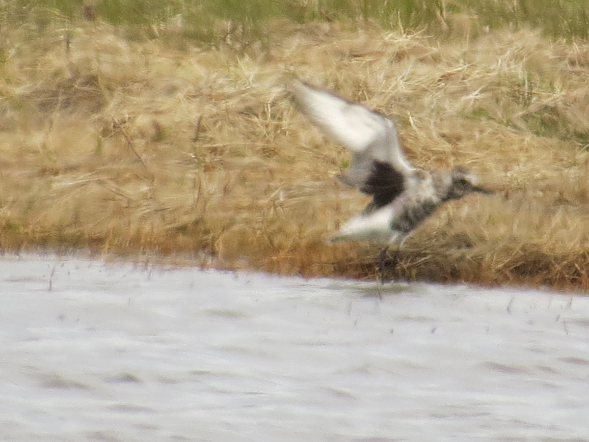 Black-bellied Plover - Bill MacKenzie