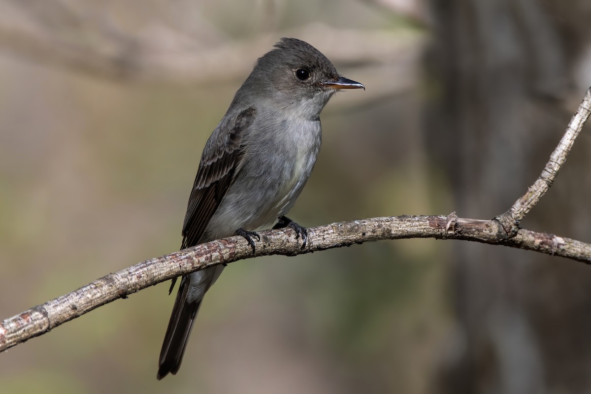 Eastern Wood-Pewee - Jeff Maw