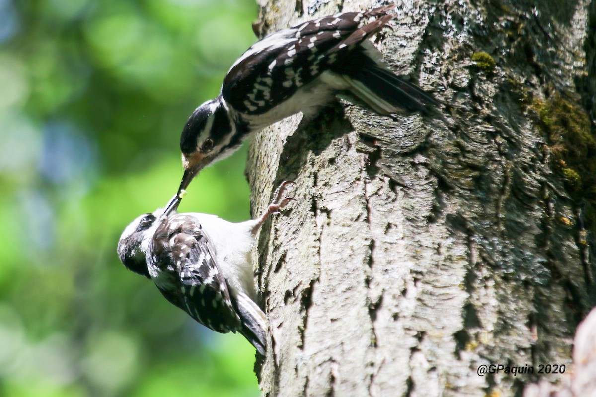 Hairy Woodpecker - Guy Paquin