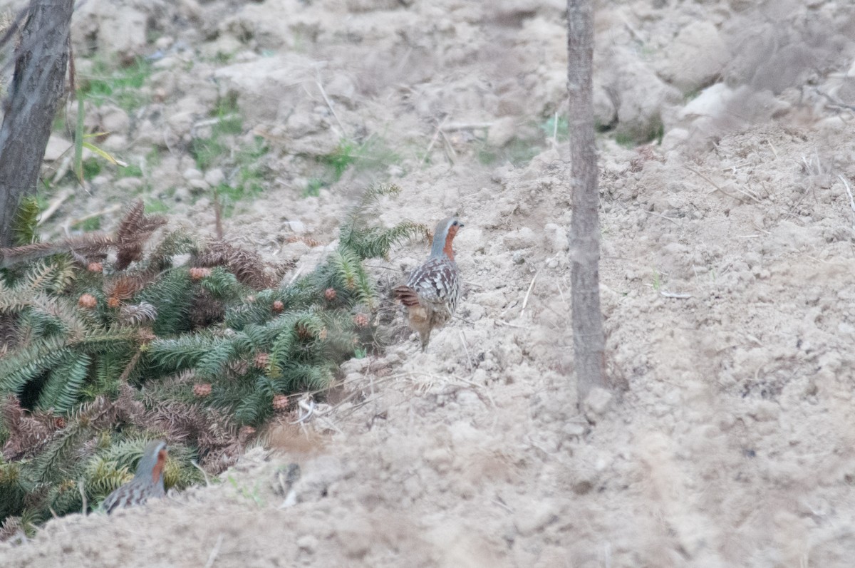 Chinese Bamboo-Partridge - ML241971481