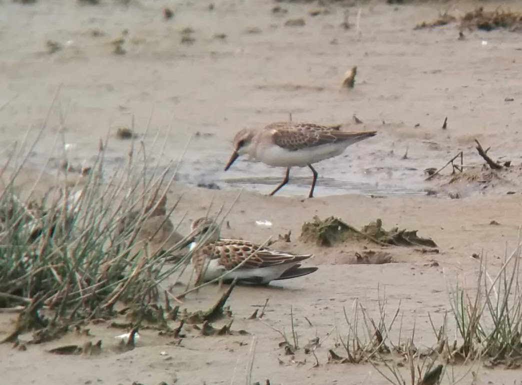 Semipalmated Sandpiper - David Crexcrex