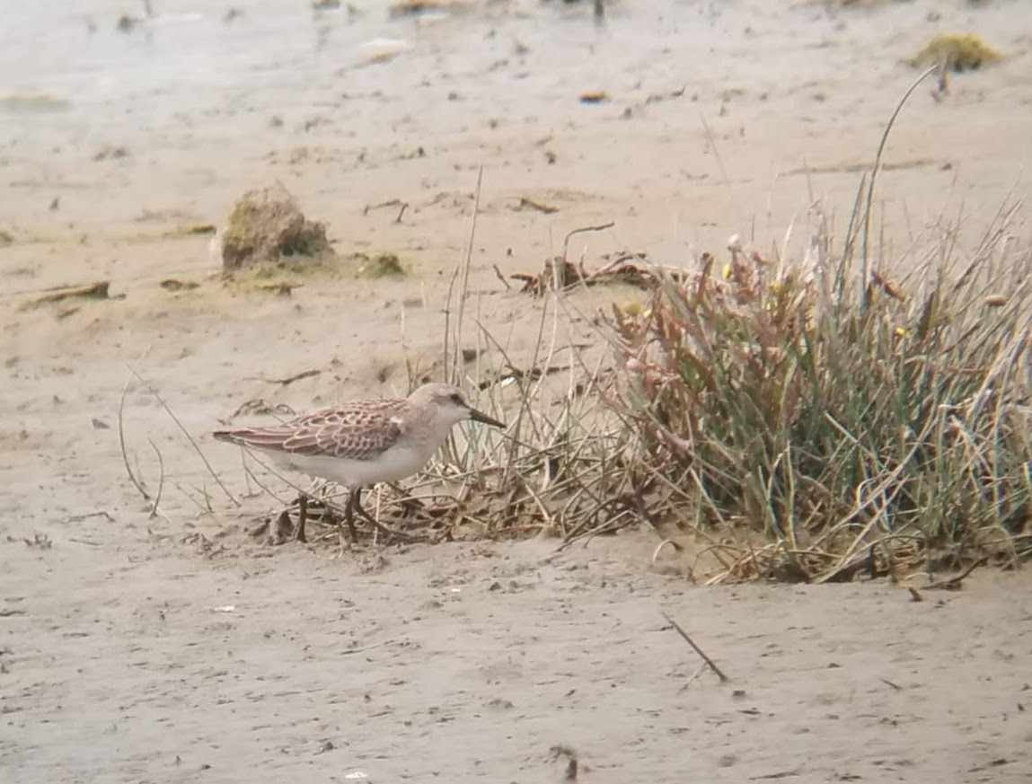 Semipalmated Sandpiper - ML241972041