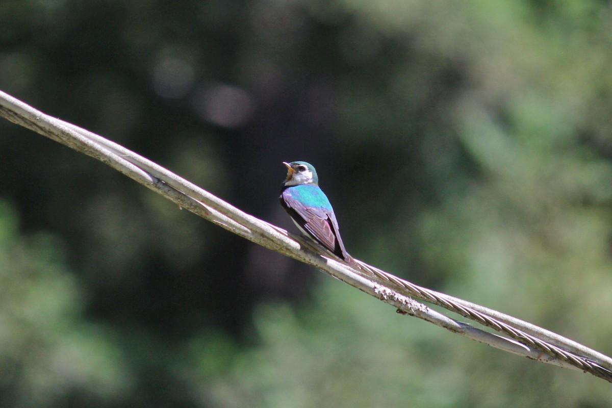 Violet-green Swallow - ML241972291