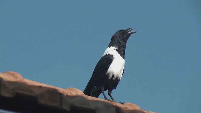 Pied Crow - ML241974021