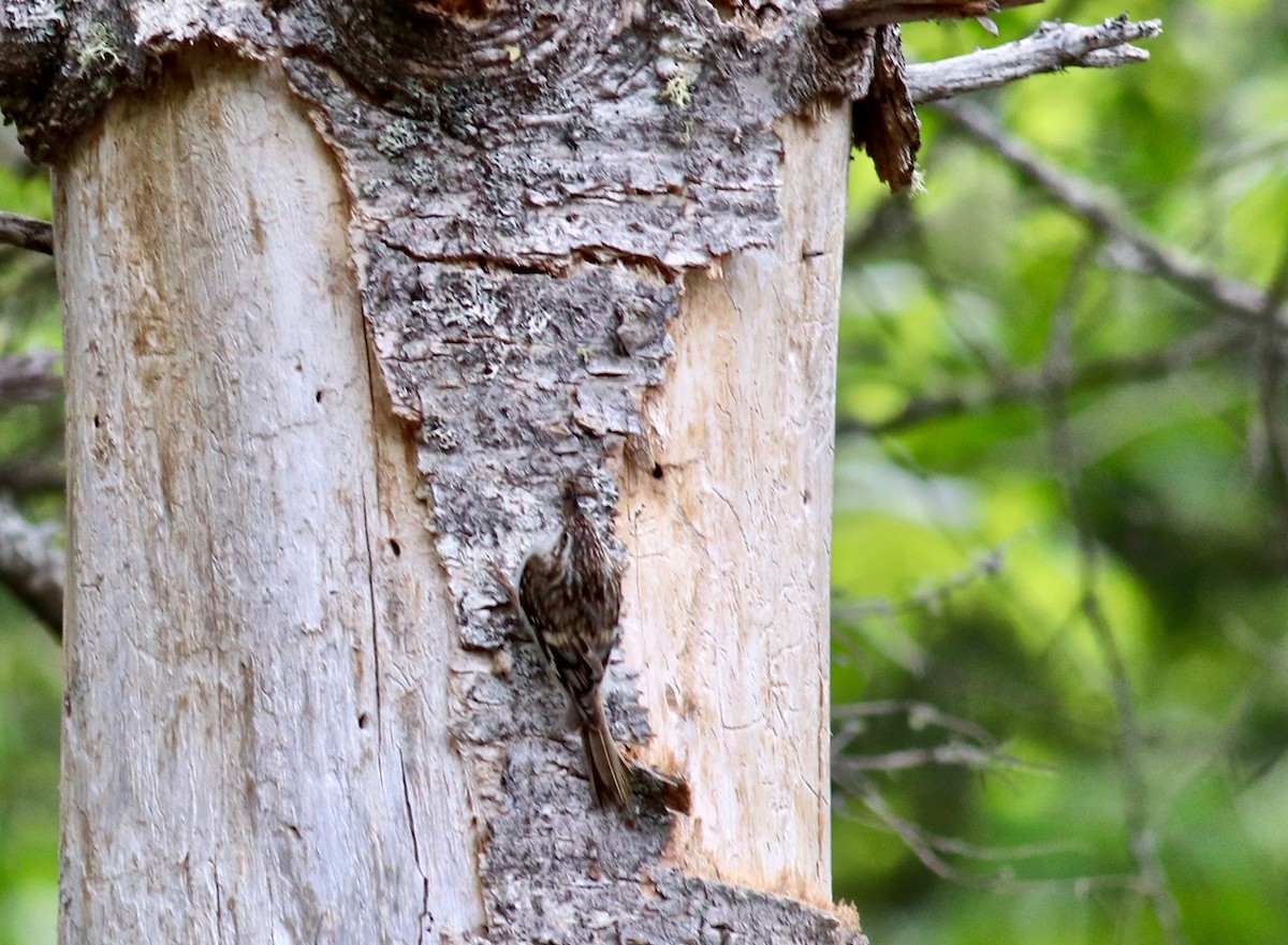 Brown Creeper - Charlie   Nims