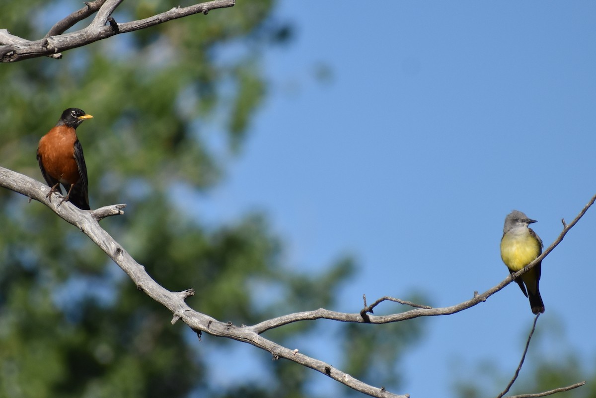 American Robin - ML241974521