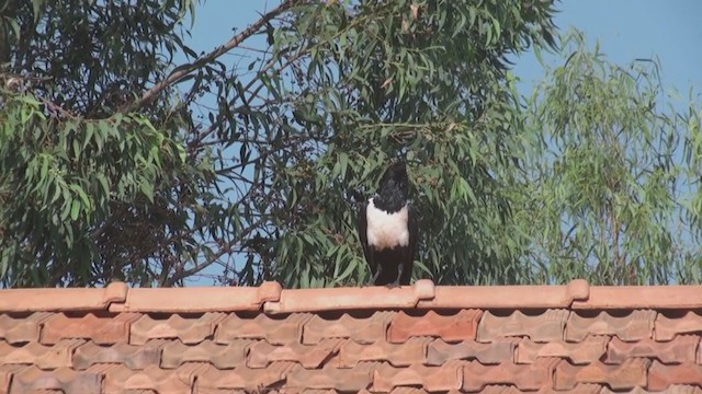 Pied Crow - ML241974841