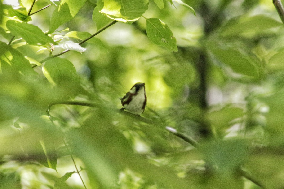 Chestnut-sided Warbler - ML241976191