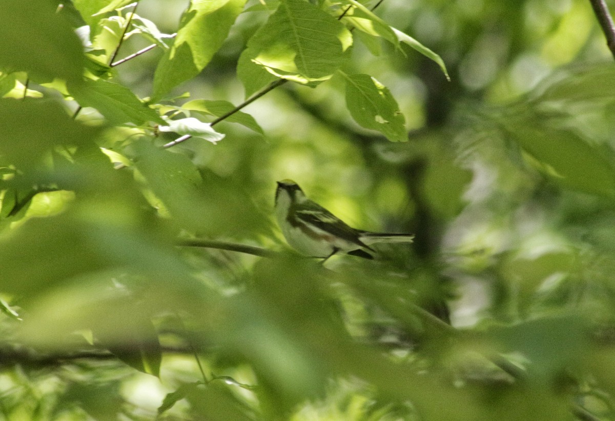 Chestnut-sided Warbler - ML241976201