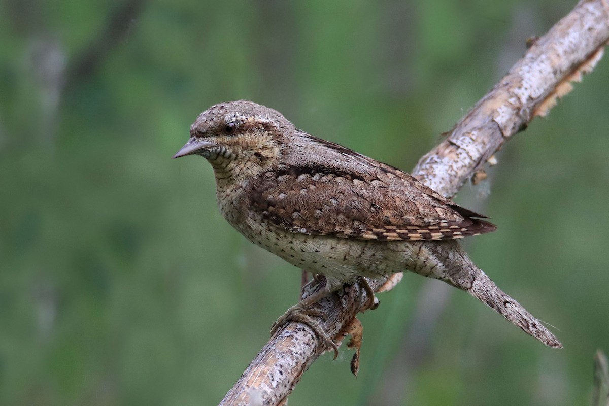 Eurasian Wryneck - ML241977941