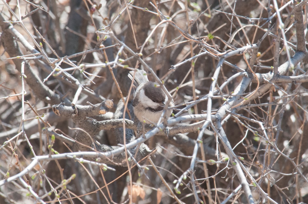 Willow Tit (Songar) - ML241978041