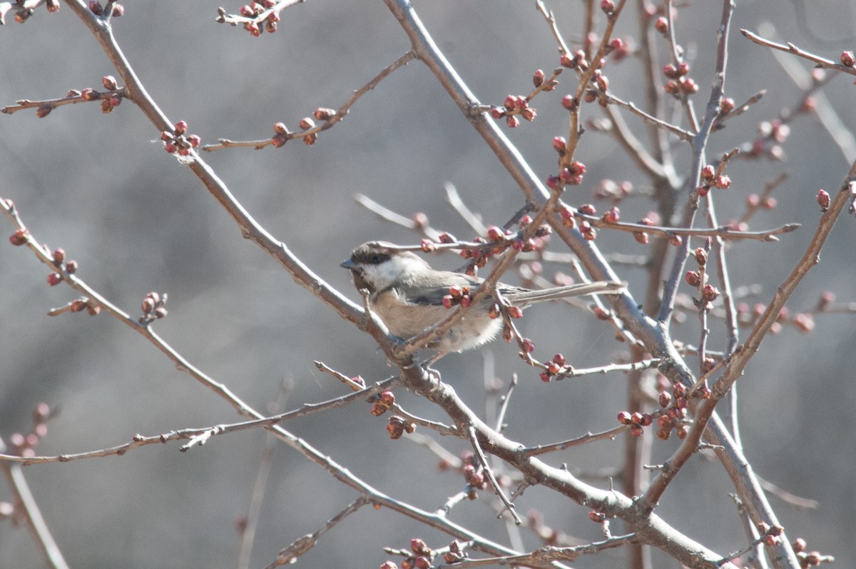 Willow Tit (Songar) - ML241978061