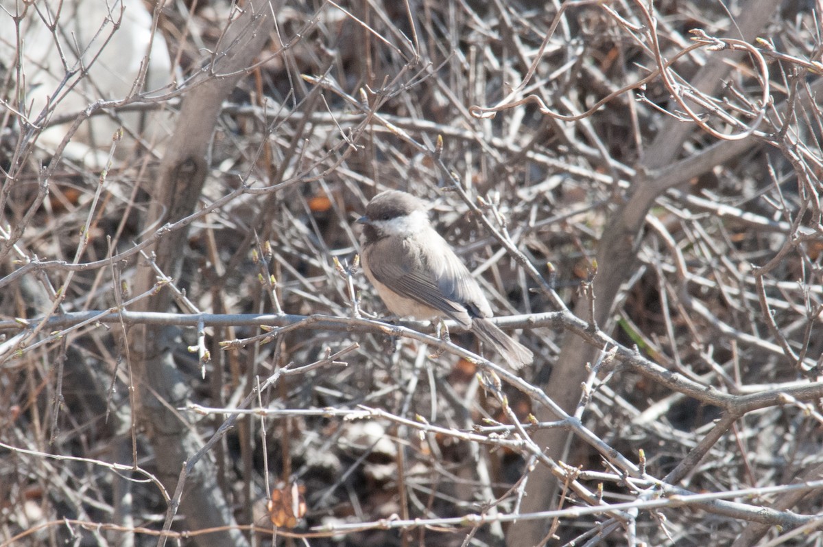 Willow Tit (Songar) - ML241978071