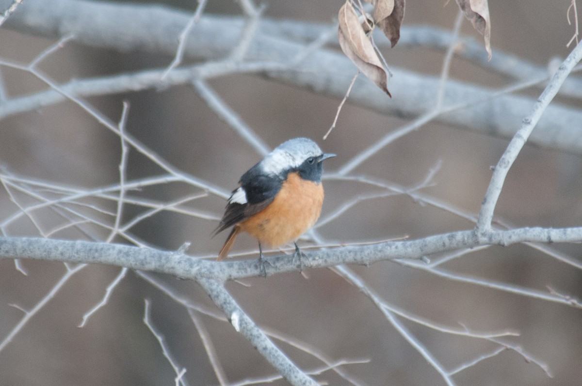 Daurian Redstart - ML241978201