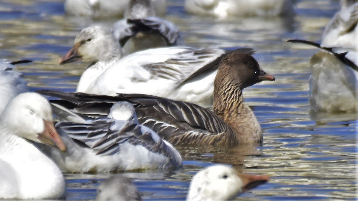 Pink-footed Goose - ML241978621