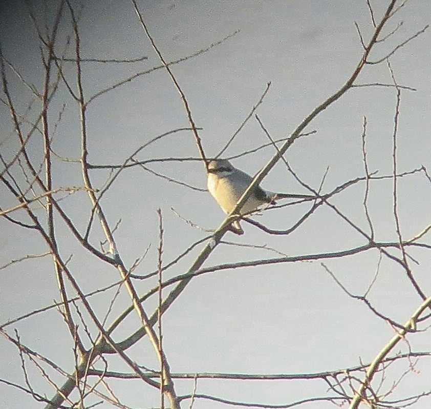 Northern Shrike - ML24197881