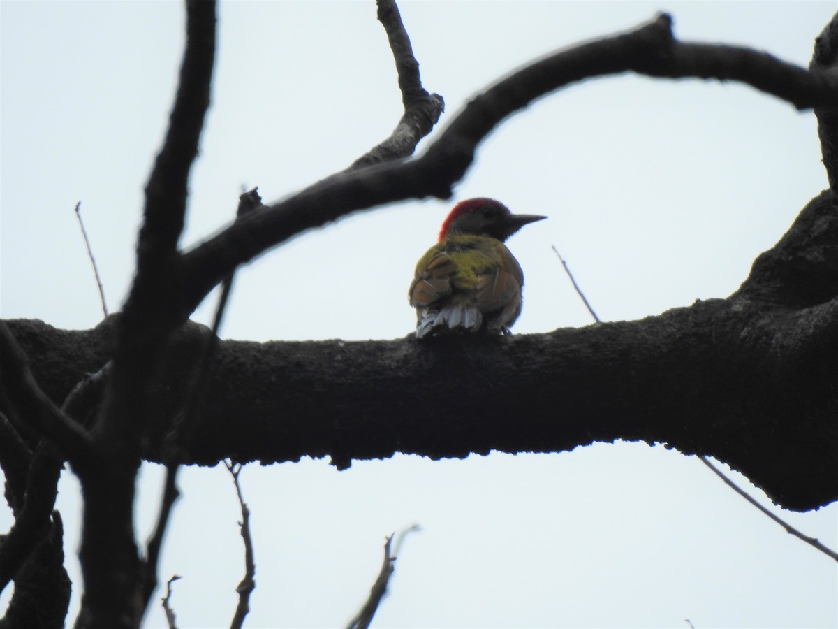 Golden-olive Woodpecker - ML241981661