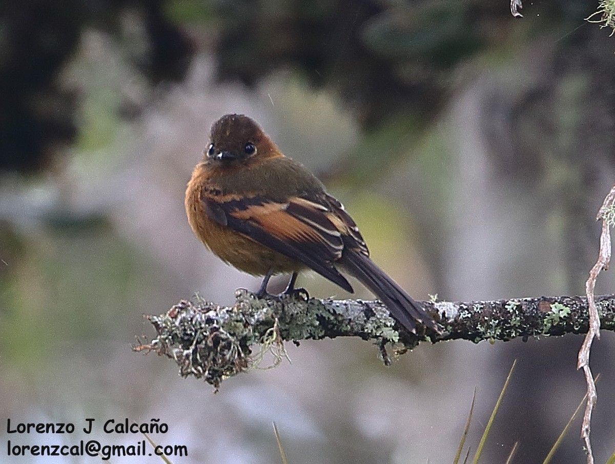 Cinnamon Flycatcher - ML241981771