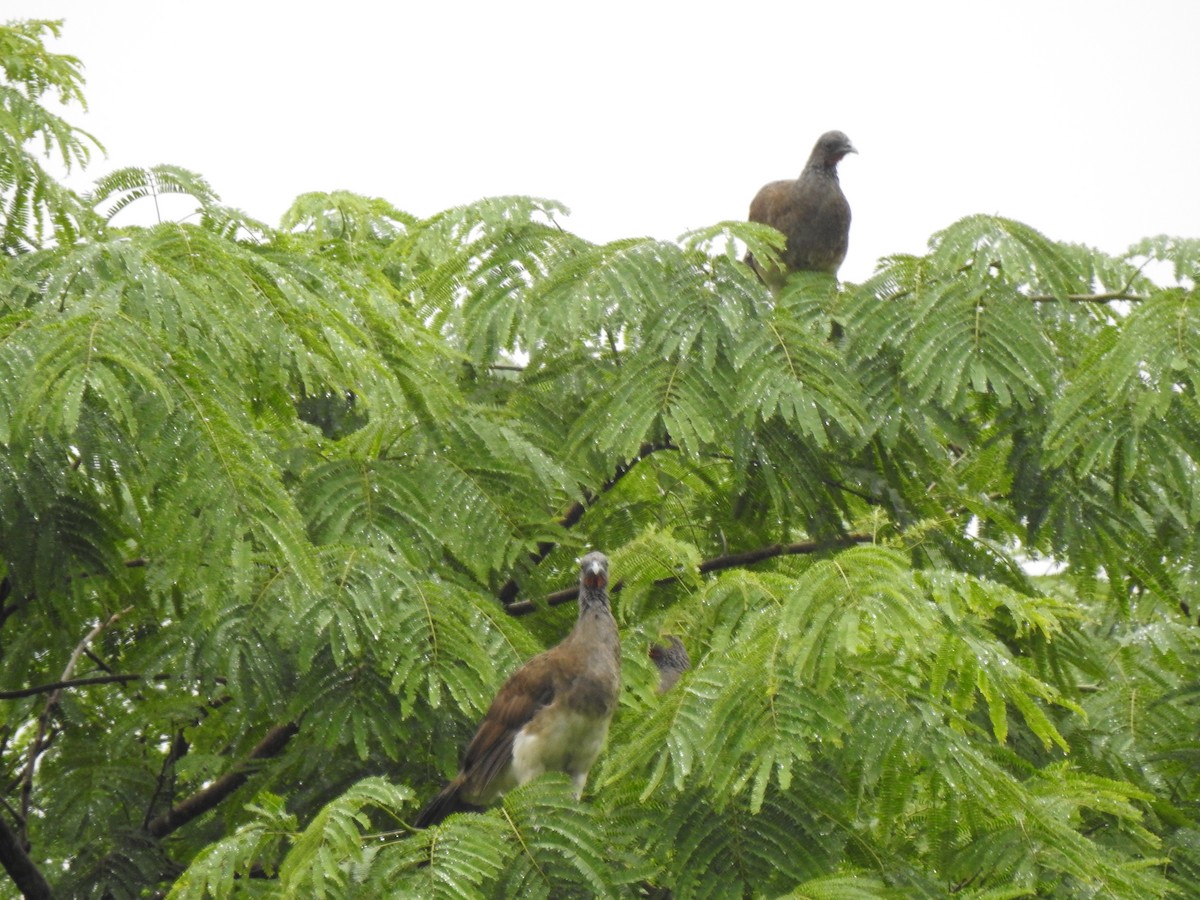 White-bellied Chachalaca - ML241982141