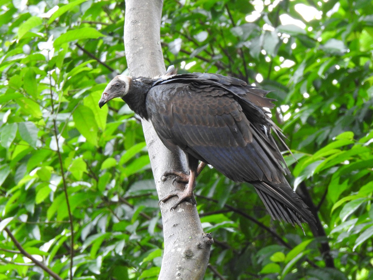 Turkey Vulture - ML241983011