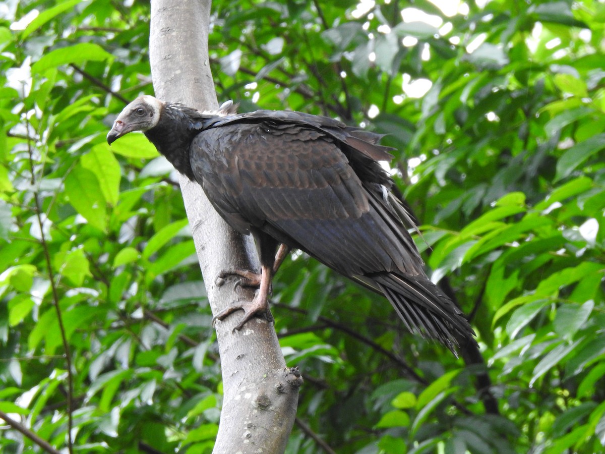 Turkey Vulture - ML241983071