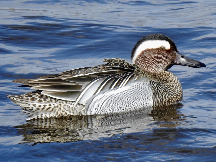 Garganey - eBird