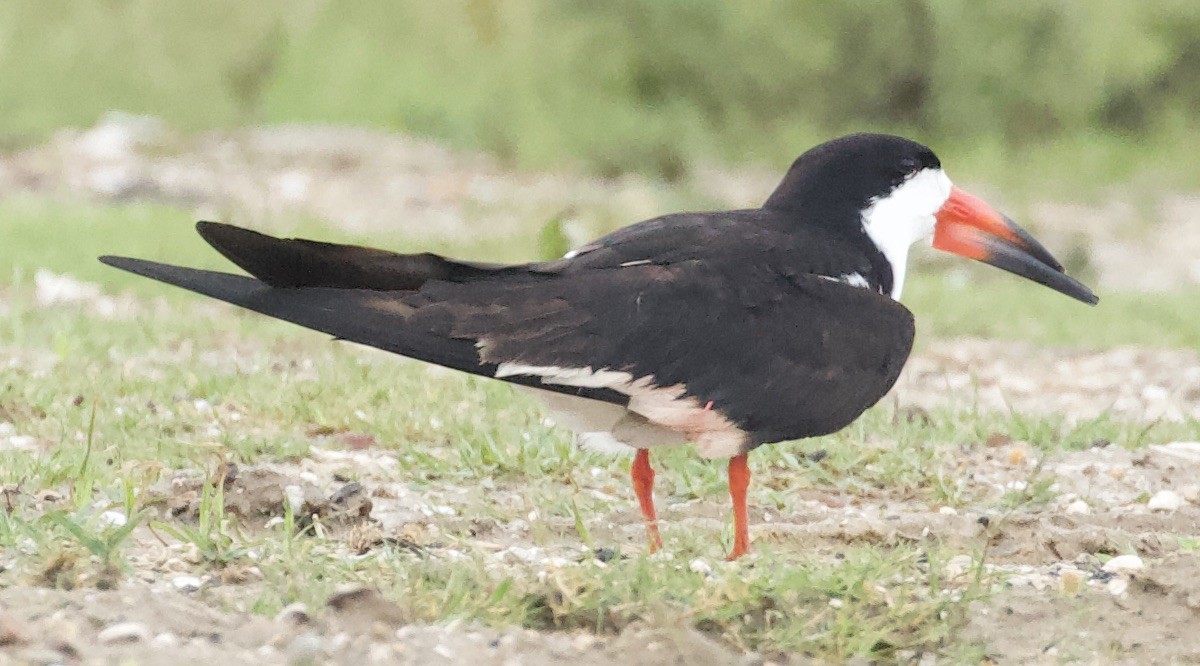 Black Skimmer - ML241984201