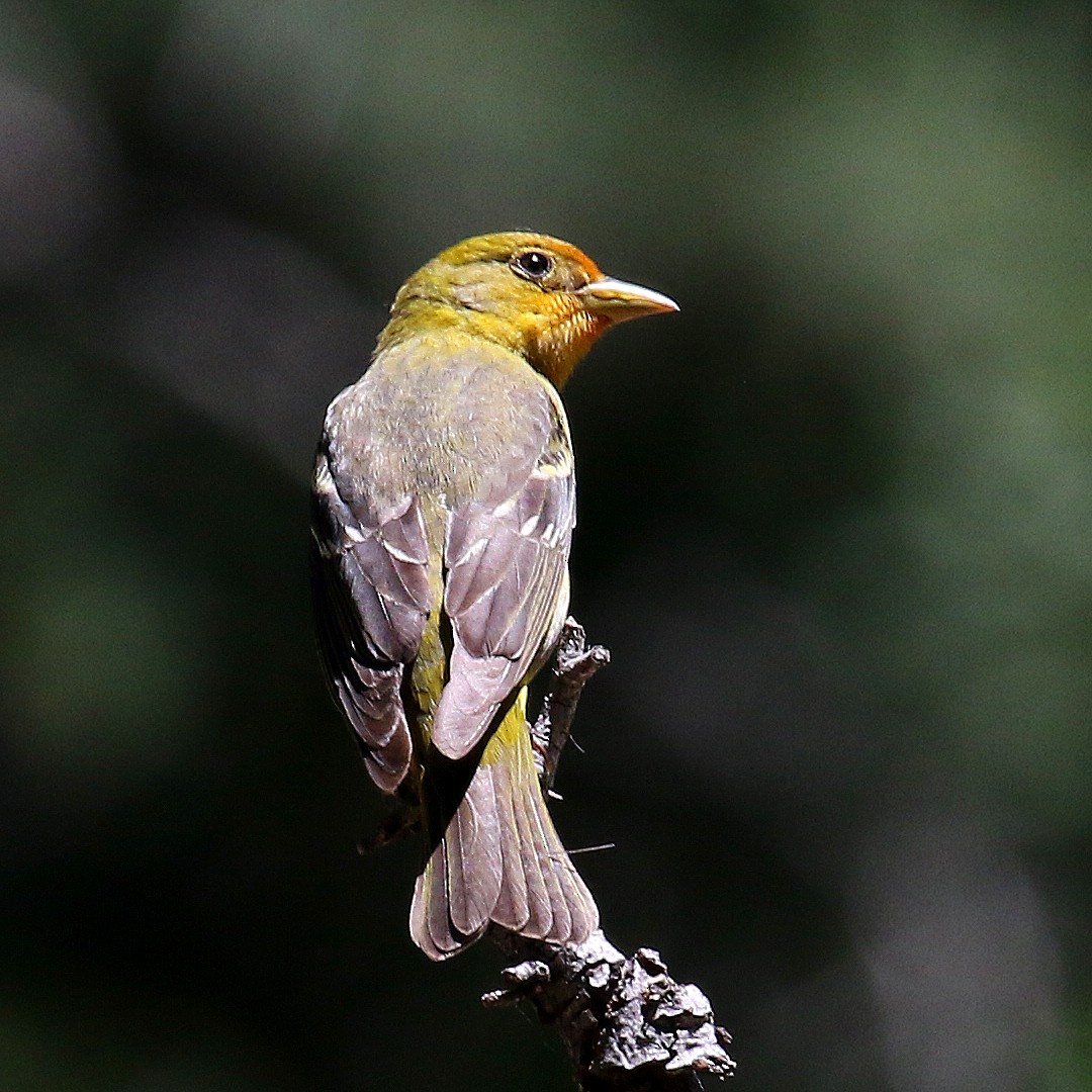 Western Tanager - ML241986531