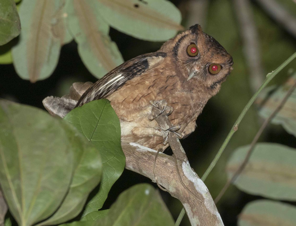 Tawny-bellied Screech-Owl (Austral) - ML241987861