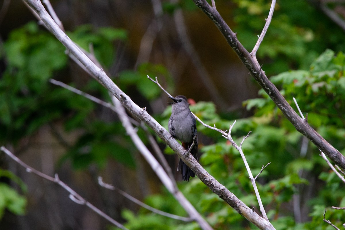 Gray Catbird - Joel Brady-Power