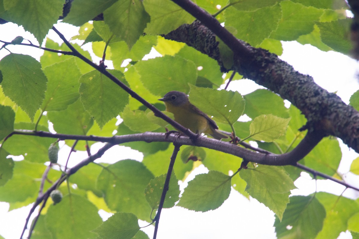 Nashville Warbler - Joel Brady-Power