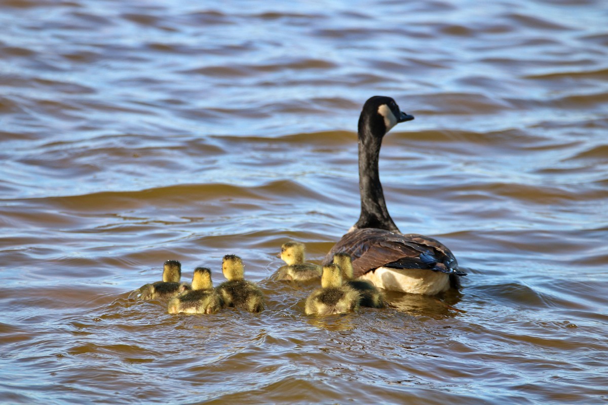 Canada Goose - ML241991771