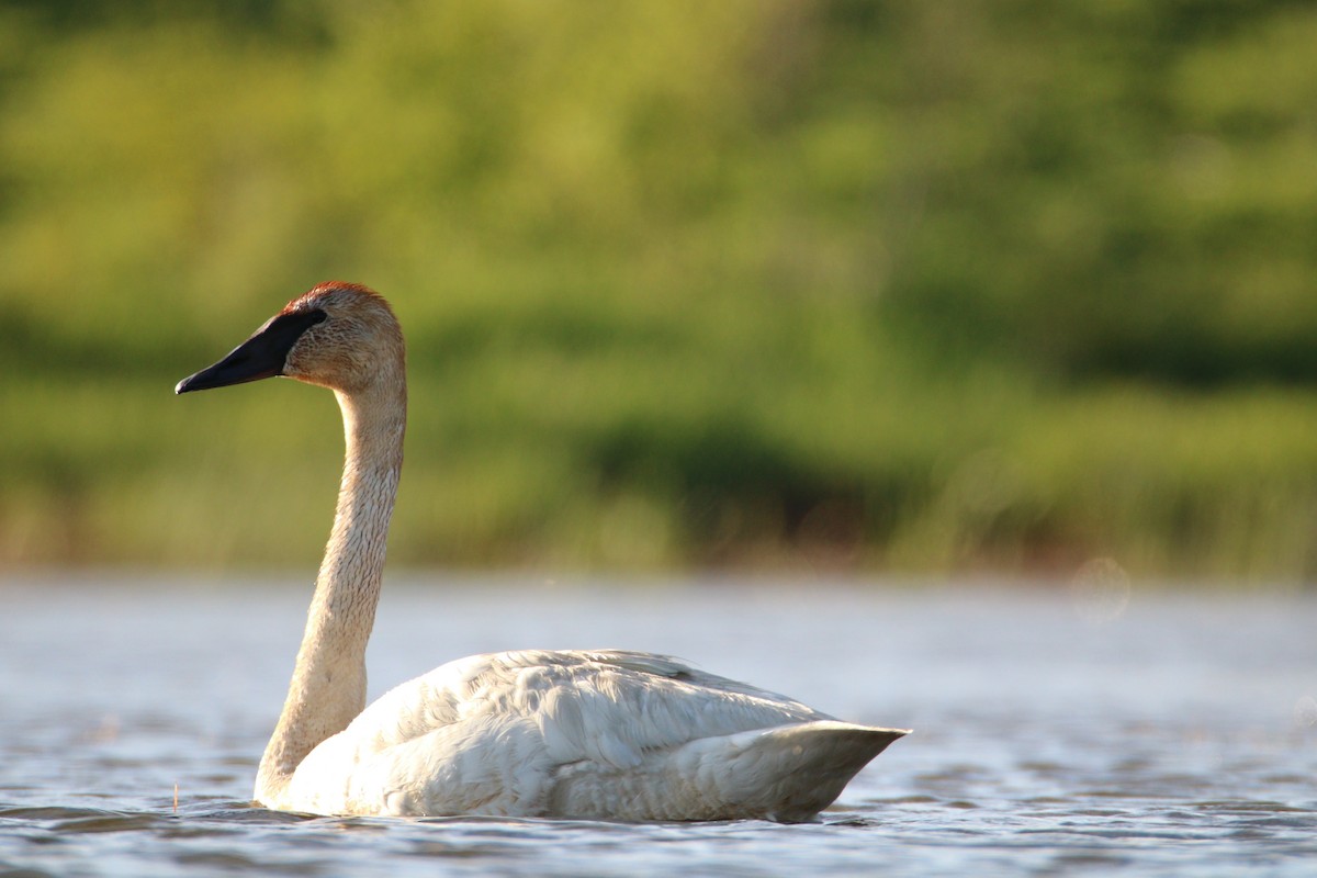 Trumpeter Swan - ML241993251