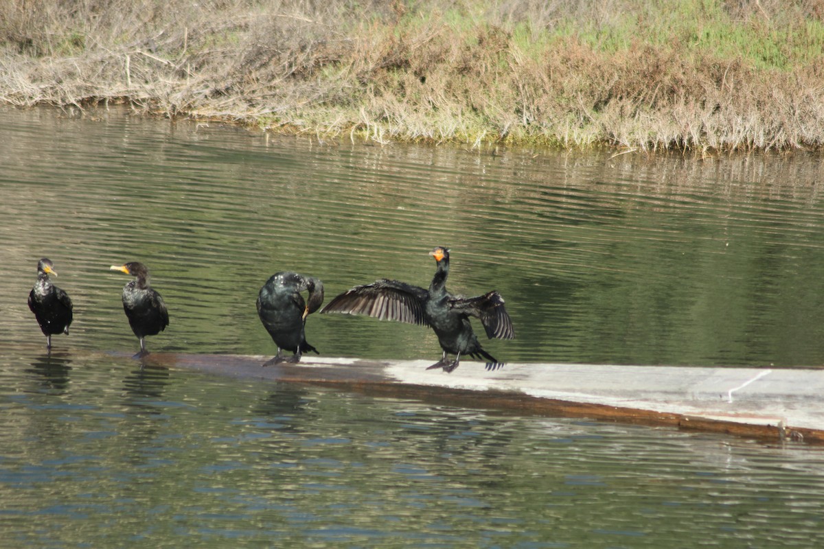 Double-crested Cormorant - ML24199391