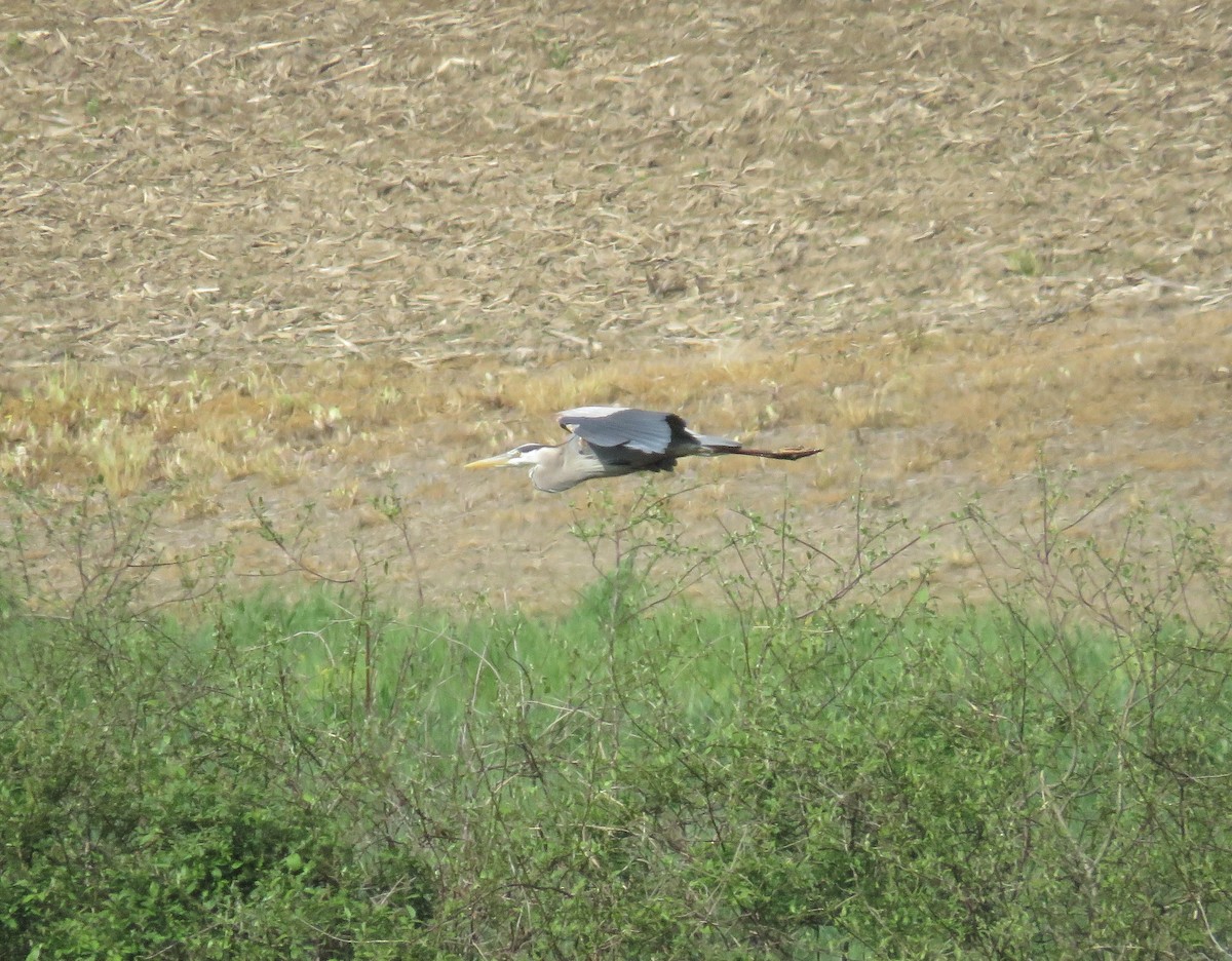 Great Blue Heron (Great Blue) - ML241994261