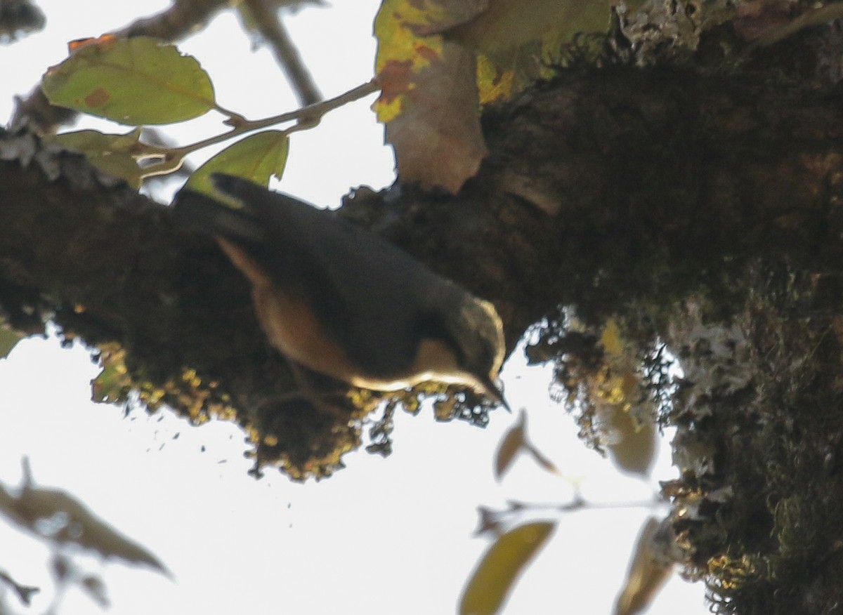 White-tailed Nuthatch - ML241996351