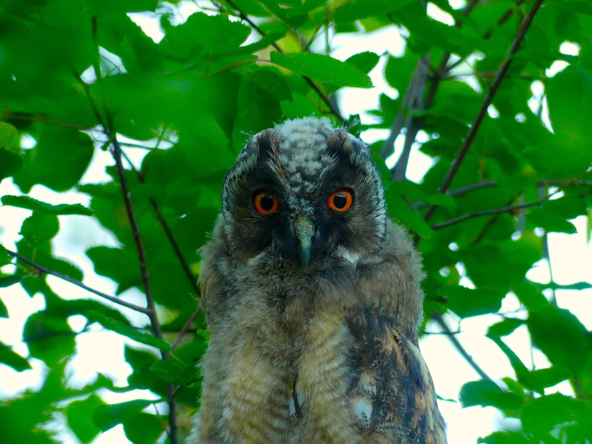 Long-eared Owl - ML241996731
